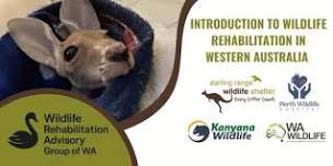 INTRODUCTION TO WILDLIFE REHABILITATION IN WESTERN AUSTRALIA