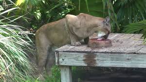 Maybe you would like to learn more about one of these? Florida Panther