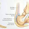 Tendons are a band of fibrous material primarily made up of collagen, which forms a hierarchical extracellular matrix (ecm) that provides structural and biochemical support to cells. 1