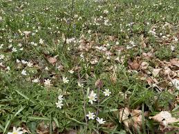 Image result for Nesaea ramosa