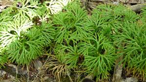 Image result for Lycopodium