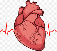 Here are a few reminders: Drawing Heart Organ Heart Pencil Hand Png Pngegg