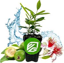 Image result for Faurea wentzeliana