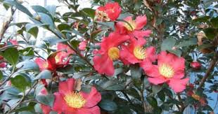 Christmas Camellia Yuletide Camellia Camellia Sasanqua Alex Zorach S Tea Blog Yuletide Camellia Camellia Blue Hosta