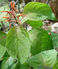 Image result for Hamelia patens