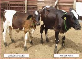 Calf Nutrition Nddb Coop