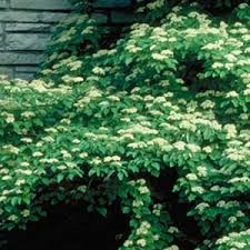 Water your zone 9 fast growing shade tree immediately after you receive it. Top 13 Flowering Trees For Small Gardens