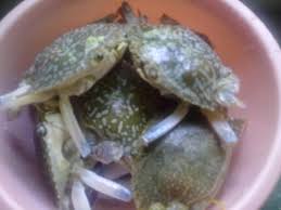 Resepi ketam masak lemak cili api. Resepi 1 Kilo Ketam Lemak Cili Padi Club My Kuali Lomak Ciliapi Daging N Kentang Daun Pisang