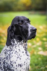 Image result for auvergneský ohař