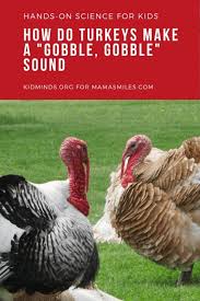 Turkey Gobble Science For Kids Thanksgiving Stem Learning Science For Kids Science Activities For Kids Thanksgiving Lessons