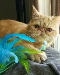 Finding a exotic shorthair cat breeder in ohio can be difficult, but we've done all of the hard work for you. Exotic Shorthair Specialty Purebred Cat Rescue