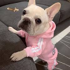 Get the original reversible dog harness & other cool french bulldog accessories. Pet Clothes French Bulldog Puppy Dog Costume Pet Jumpsuit Chihuahua Pug Pets Dogs Clothing For Small Medium Dogs Puppy Outfit China Pet Clothes And Pet Products Price Made In China Com