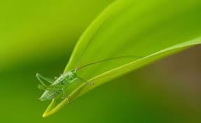 If you wish picfair to perform this action in bulk for all of your images, please contact us. Hd Wallpaper Small Grasshopper Green Grasshopper Animals Insects Invertebrate Wallpaper Flare
