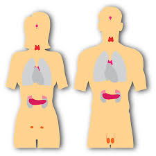 Endocrine glands exocrine glands heterocrine glands Endocrine System Anatomy Free Image On Pixabay