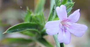 Image result for Barleria vollesenii