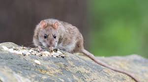 Set up camp in your compost; 5 Ways For Keeping Rats Away From Fruit Trees Tree Care Tips