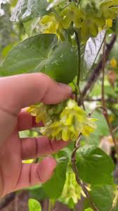 Image result for Telosma