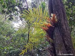 Image result for Drynaria volkensii