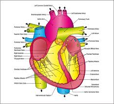 Anatomy And Physiology 8 The Circulatory System British Journal Of Healthcare Assistants