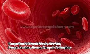 Pengertian Sel Darah Merah Ciri Ciri Fungsi Struktur Proses Dampak Darah Merah Pengetahuan