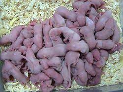 While all of these numbers are theoretical, one real world experiment did begin with 24 mice, supplied with abundant food and water, and housed in outdoor pens. Mouse Wikipedia
