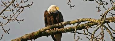 Founded in 1863, the university has more than 9,300. Eagle Viewing In Squamish Brackendale Bc Tourism Squamish