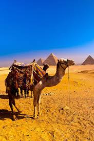 Camels At The Great Pyramids Of Giza Outside Cairo Egypt Africa Pyramids Of Giza Great Pyramid Of Giza Camels