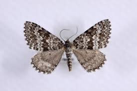 Image result for Entephria polata