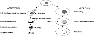 A variation of moises kaufman's 33 variations, diana renee kaiser. Cellular And Molecular Analysis Of Stress Induced Neurodegeneration Methodological Considerations Sciencedirect