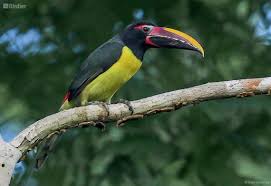 Image result for Ozoroa viridis