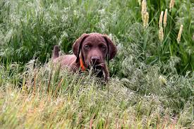 Check spelling or type a new query. Winners Of The 2015 Puppy Photo Contest