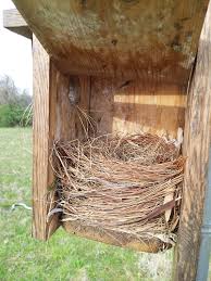 Maybe you would like to learn more about one of these? What Is In My Bluebird House Bygl