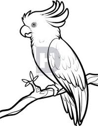 Image Result For Parrot Drawing Bird Drawings Drawings Outline Drawings