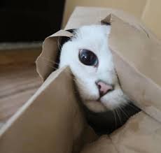 Pin By Betul Kartal On Animals Animals Cats Kitty