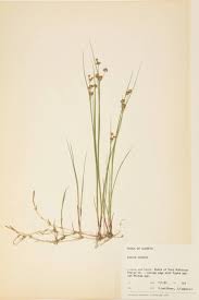 Image result for Juncaceae