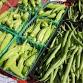 Alachua County Farmers Market event in Gainesville, FL