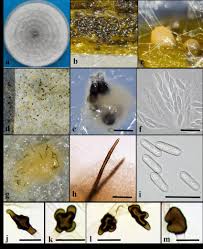 Image result for Colletoecema