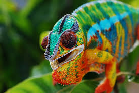 For the average keeper, however, it is recommended to use a quality supplement specifically designed for use with chameleons each time you feed, such as minerall indoor for chameleons housed indoors, and minerall outdoor for. 30 Awesome Panther Chameleon Facts Chameleon School