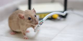 Jūs varat atrast sīkāku informāciju par 1 24 hr emergency pest control vietnē. The Problems With Mice Pest Control Inc Las Vegas Nv
