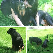 Typically, a dog with lymphoma lives only one (1!) month without treatment. Lymphoma In Rottweilers Rottweilers Ronel The Mythmaker