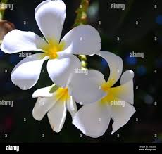 Image result for Apocynaceae subfamilies Apocynoideae and Rauvolfioideae