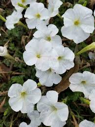 Image result for Petunia axillaris