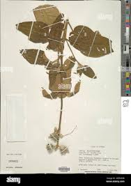 Image result for Dissotis ruandensis