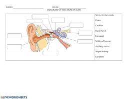 Incorrect answers will be marked in red. Label Of The Ear Worksheet