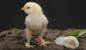 Cara Merawat Anak Ayam Bangkok Yang Baru Menetas Ayo Budidaya