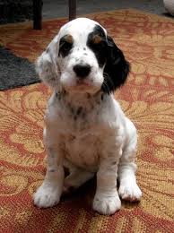 Greenfield puppies has puppies for sale in pa! English Setter Springer Spaniel Mix Cheap Buy Online
