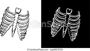 Rib cages are corpse parts that are used to obtain the base forms of part 7 stands. X Ray And Skeleton Of Human Rib Cage X Ray And Skeleton Of Human Rib Cage With Ribs And Part Of Spine In Outline Sketch Canstock