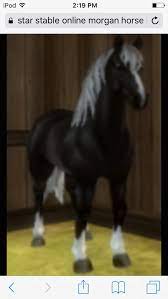 This Is My Morgan Off Sso His Name Is Anglehaert He Is A Very Lovely Horse Horses Star Stable Morgan Horse