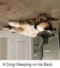 36,580 likes · 15 talking about this. Corgi And Corgi Meme On Me Me