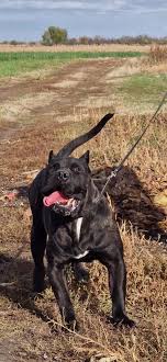 Ninja 🥷 #presacanario #presa #k9 #bigdogs #bully #viralvideo #virald...  TikTok